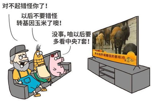 美國(guó)母豬為什么假裝懷孕 破解轉(zhuǎn)基因食品的四大謠言